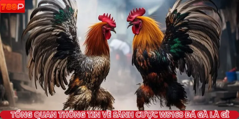 Tổng quan thông tin về sảnh cược WS168 đá gà là gì
