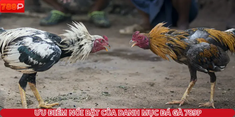 Ưu điểm nổi bật của danh mục đá gà 789P